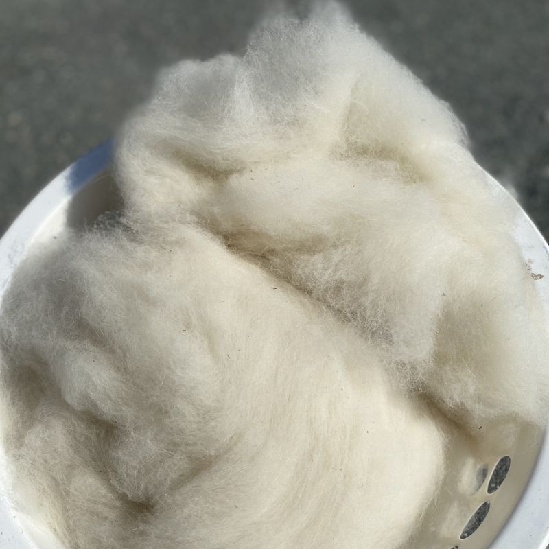 Spinnesky -Samojed naturhvit (resteull)