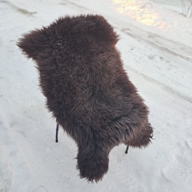 Hovedbilde Lammeskinn av Grå Trøndersau Koksgrå