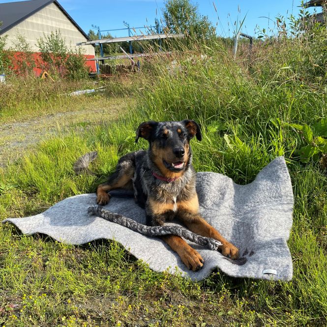 Hovedbilde Hundeteppe stort lyst